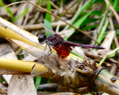 Erythrodiplax fervida