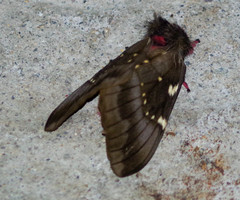 Paradirphia andicola