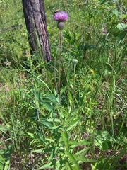 Cirsium serratuloides