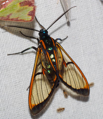 Cosmosoma joavana