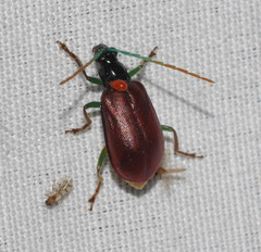 Cochabamba diversicolor