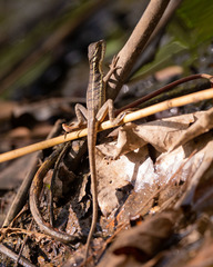 Basiliscus