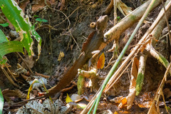 Basiliscus basiliscus