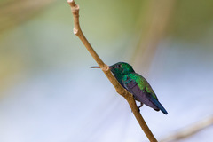 Chlorostilbon assimilis