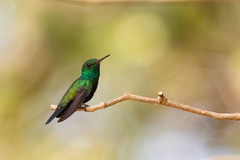 Chlorostilbon assimilis