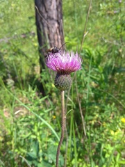 Cirsium serratuloides