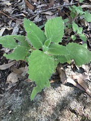 Coleus habrophyllus