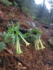 Lithospermum macromeria