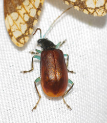 Cochabamba diversicolor