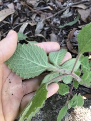 Coleus habrophyllus