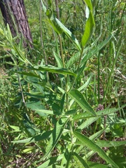 Cirsium serratuloides