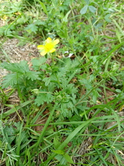 Potentilla approximata