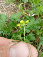 Potentilla approximata