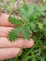 Potentilla approximata