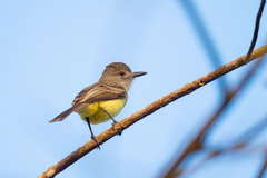Myiarchus panamensis