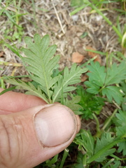 Potentilla approximata
