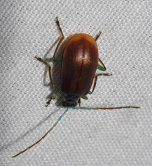 Cochabamba diversicolor