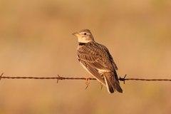 Melanocorypha calandra
