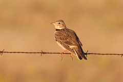 Melanocorypha calandra