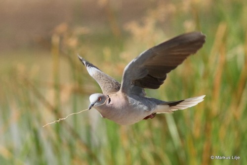 Mourning Collared Dove