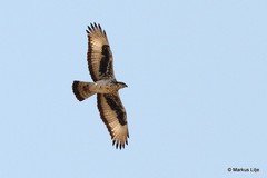 Aquila spilogaster