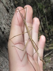 Pachymorpha squalida