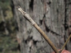 Pachymorpha squalida