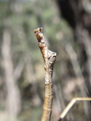 Pachymorpha squalida