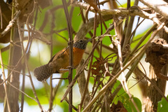 Pheugopedius rutilus