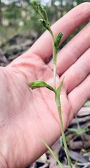 Pterostylis melagramma