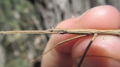 Pachymorpha squalida