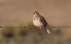 Emberiza calandra