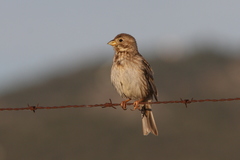 Emberiza calandra