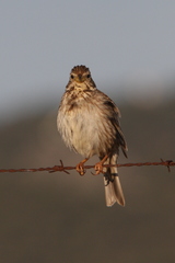 Emberiza calandra