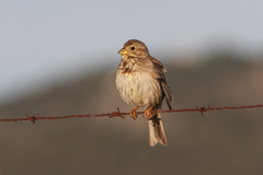 Emberiza calandra