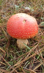 Amanita persicina image