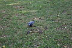 Columba livia domestica