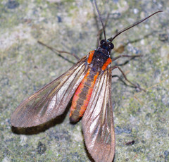 Rhynchopyga semirufa
