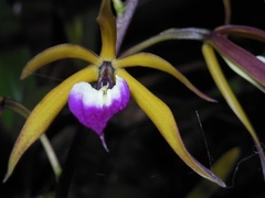 Prosthechea brassavolae