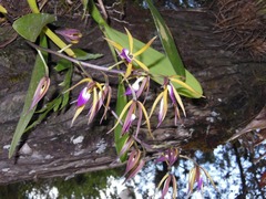 Prosthechea brassavolae