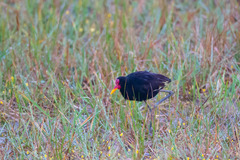 Jacana jacana hypomelaena