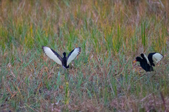 Jacana jacana hypomelaena