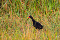 Jacana jacana hypomelaena