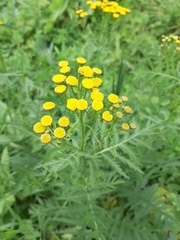 Tanacetum vulgare