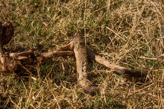 Sylvicapra grimmia caffra