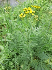 Tanacetum vulgare