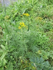 Tanacetum vulgare