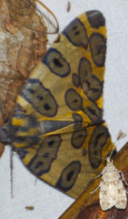 Pantherodes pardalaria