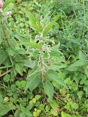 Urtica dioica