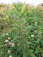 Urtica dioica